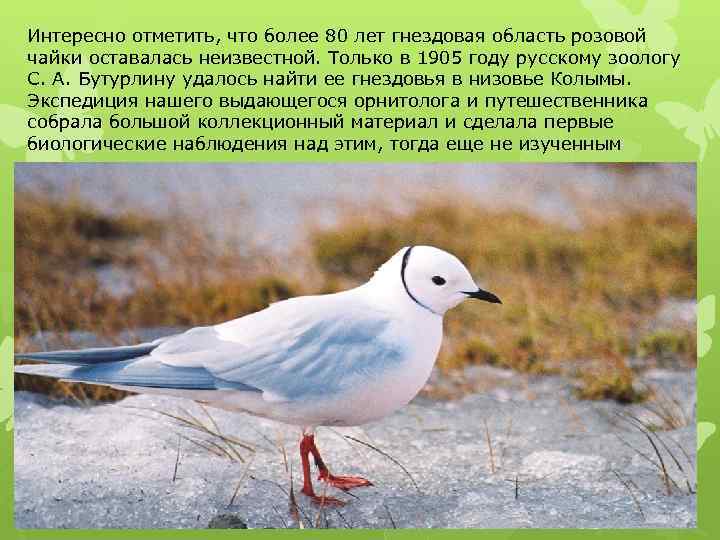 Интересно отметить, что более 80 лет гнездовая область розовой чайки оставалась неизвестной. Только в