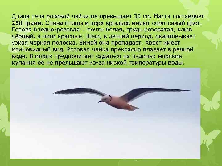 Длина тела розовой чайки не превышает 35 см. Масса составляет 250 грамм. Спина птицы