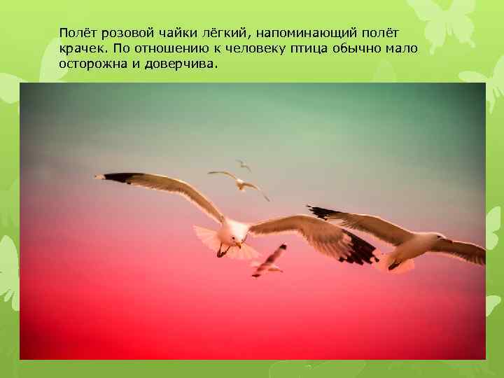 Полёт розовой чайки лёгкий, напоминающий полёт крачек. По отношению к человеку птица обычно мало
