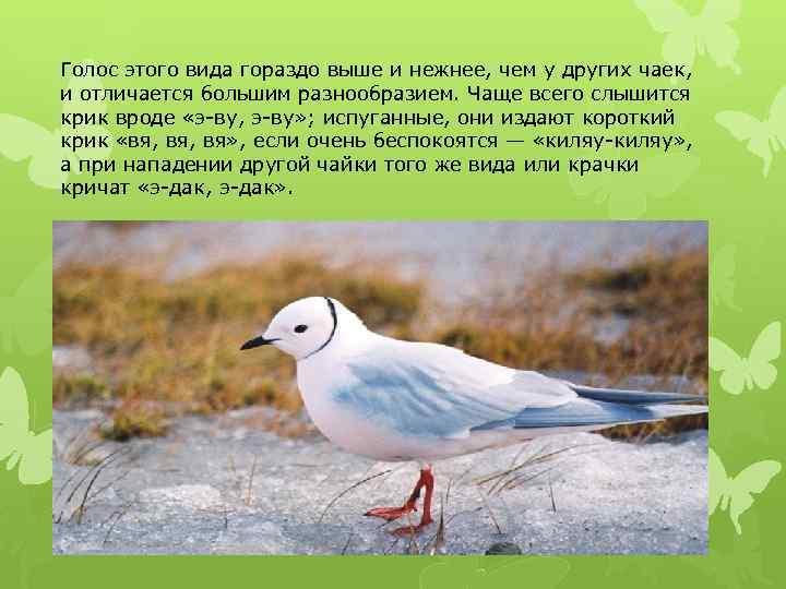 Голос этого вида гораздо выше и нежнее, чем у других чаек, и отличается большим
