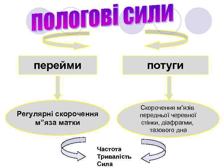 перейми потуги Регулярні скорочення м”яза матки Частота Тривалість Сила Скорочення м”язів передньої черевної стінки,
