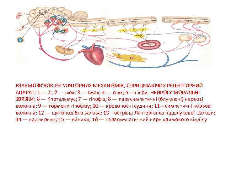 ВЗАЄМОЗВ’ЯОК РЕГУЛЯТОРНИХ МЕХАНІЗМІВ, СПРИЦМАЮЧИХ РЕЦЕПТОРНИЙ АПАРАТ: 1 — зі; 2 — нюх; 3 —