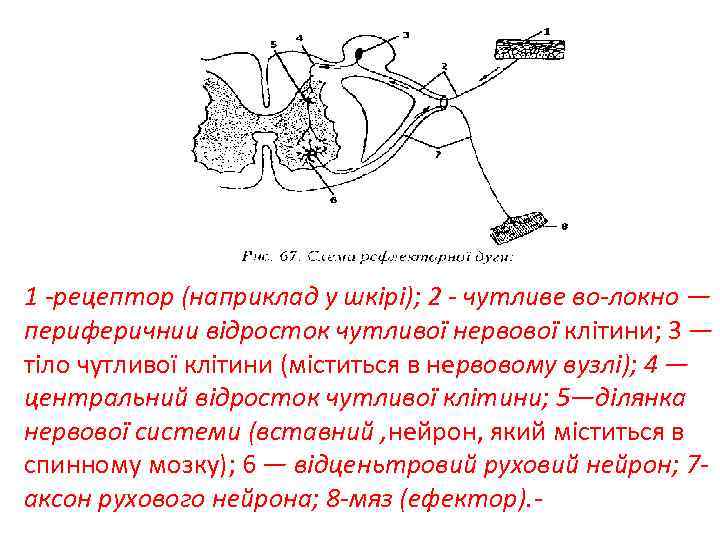 1 -рецептор (наприклад у шкірі); 2 - чутливе во-локно — периферичнии відросток чутливої нервової