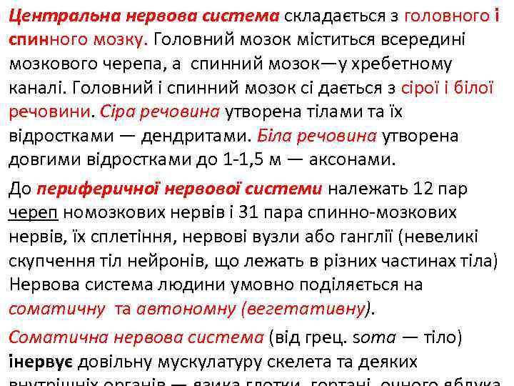 Центральна нервова система складається з головного і спинного мозку. Головний мозок міститься всередині мозкового