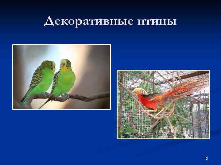 Декоративные птицы 10 
