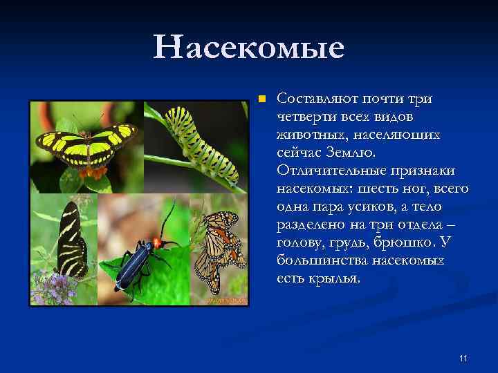Насекомые n Составляют почти три четверти всех видов животных, населяющих сейчас Землю. Отличительные признаки