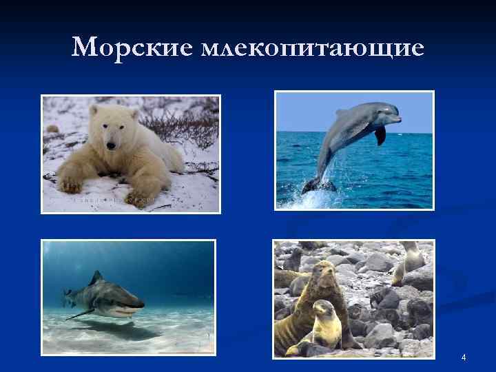 Морские млекопитающие 4 