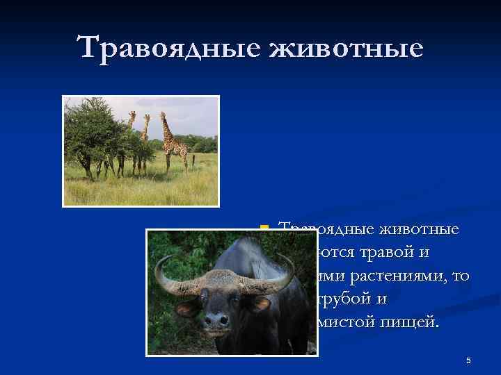 Травоядные животные n Травоядные животные питаются травой и другими растениями, то есть грубой и