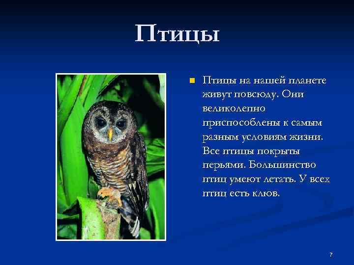 Птицы n Птицы на нашей планете живут повсюду. Они великолепно приспособлены к самым разным