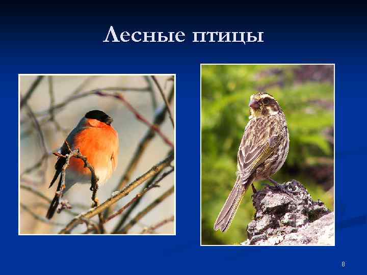 Лесные птицы 8 