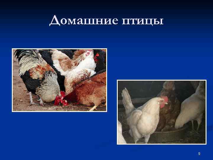 Домашние птицы 9 