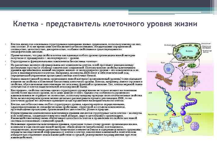Клетка – представитель клеточного уровня жизни • • • Клетки являются основными структурными единицами
