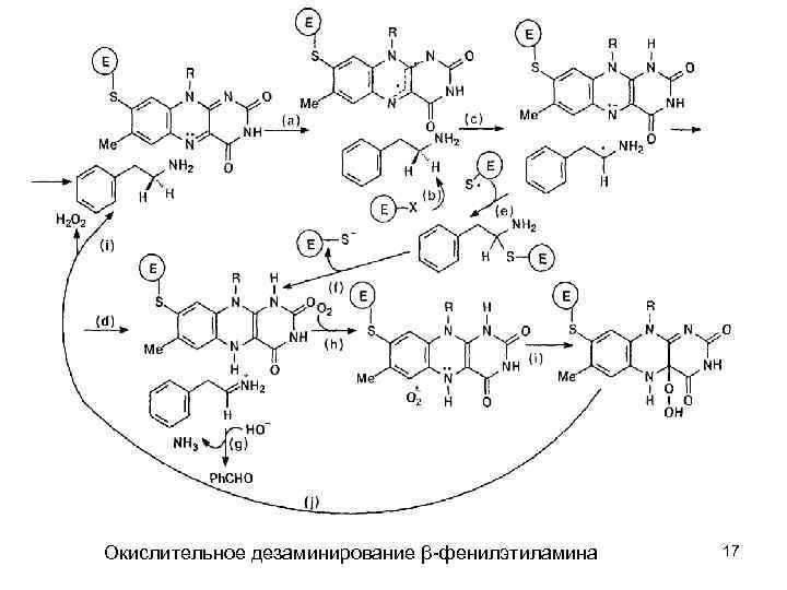 Окислительное дезаминирование β фенилэтиламина 17 