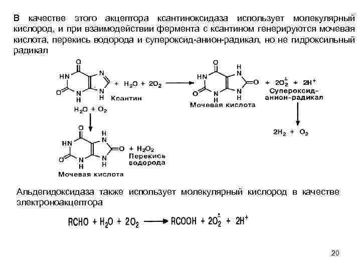 В качестве этого акцептора ксантиноксидаза использует молекулярный кислород, и при взаимодействии фермента с ксантином