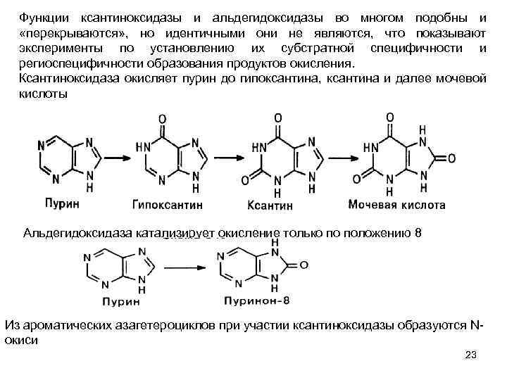 Функции ксантиноксидазы и альдегидоксидазы во многом подобны и «перекрываются» , но идентичными они не