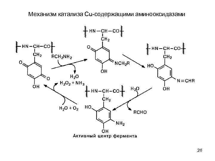 Механизм катализа Сu содержащими аминооксидазами 26 