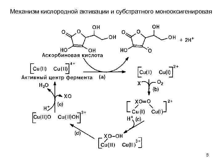 Механизм кислородной активации и субстратного монооксигенировая 5 