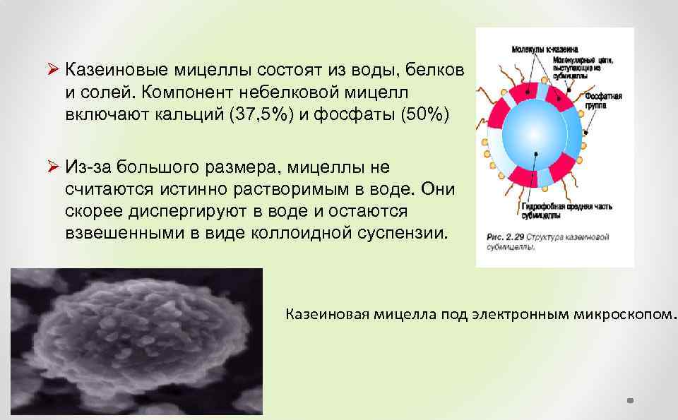 Ø Казеиновые мицеллы состоят из воды, белков и солей. Компонент небелковой мицелл включают кальций