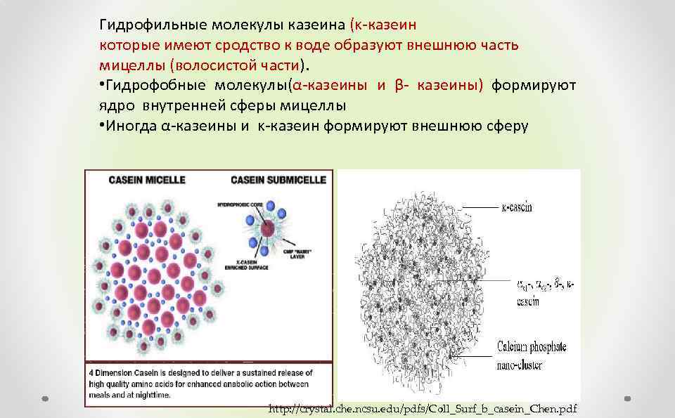 Гидрофильные молекулы казеина (κ-казеин которые имеют сродство к воде образуют внешнюю часть мицеллы (волосистой