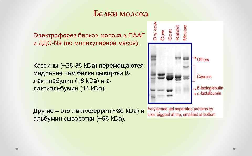 Белки молока Электрофорез белков молока в ПААГ и ДДС-Na (по молекулярной массе). Казеины (~25