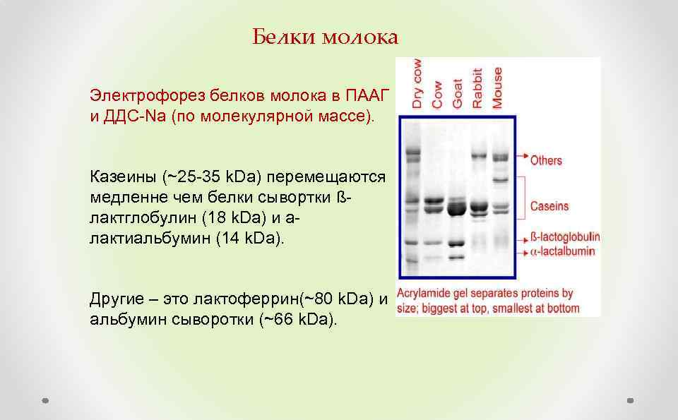 Белок в молоке. Белки молока их структура. Фракции белков молока. Состав белков молока. Характеристика белков молока.