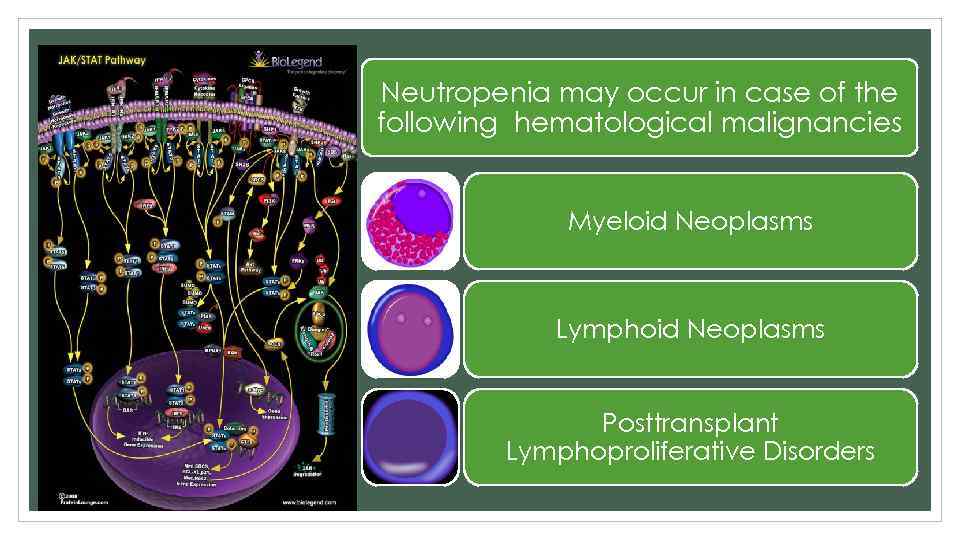 Neutropenia may occur in case of the following hematological malignancies Myeloid Neoplasms Lymphoid Neoplasms