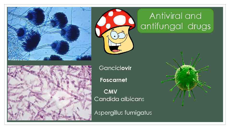 Antiviral and antifungal drugs Ganciclovir Foscarnet CMV Candida albicans Aspergillus fumigatus 