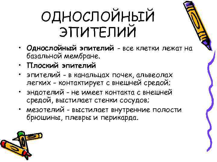 ОДНОСЛОЙНЫЙ ЭПИТЕЛИЙ • Однослойный эпителий - все клетки лежат на базальной мембране. • Плоский