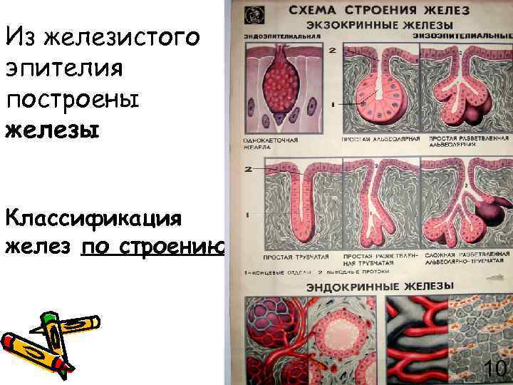 Из железистого эпителия построены железы Классификация желез по строению 10 