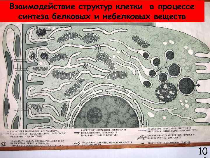 Слизистая оболочка разных отделов желудка Взаимодействие структур клетки в процессе синтеза белковых и небелковых