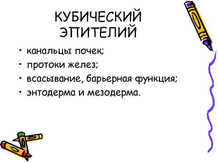 КУБИЧЕСКИЙ ЭПИТЕЛИЙ • • канальцы почек; протоки желез; всасывание, барьерная функция; энтодерма и мезодерма.