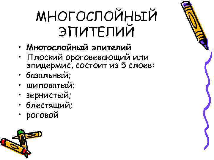 МНОГОСЛОЙНЫЙ ЭПИТЕЛИЙ • Многослойный эпителий • Плоский ороговевающий или эпидермис, состоит из 5 слоев: