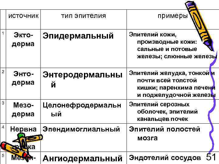 источник тип эпителия примеры 1 Эктодерма Эпидермальный Эпителий кожи, производные кожи: сальные и потовые