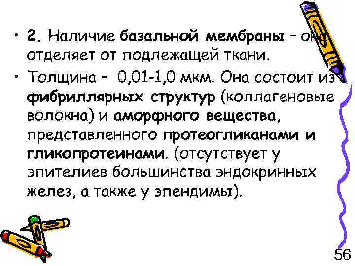  • 2. Наличие базальной мембраны – она отделяет от подлежащей ткани. • Толщина