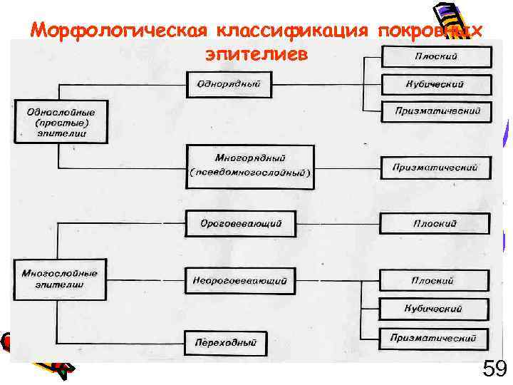 Морфологическая классификация покровных эпителиев 59 