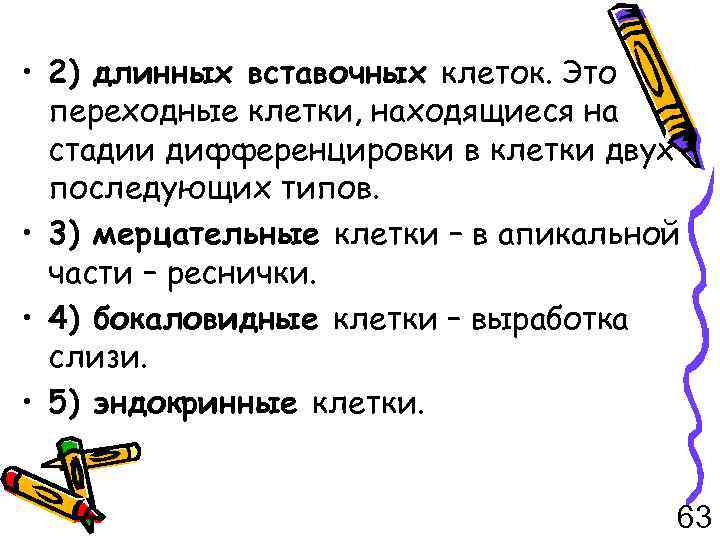  • 2) длинных вставочных клеток. Это переходные клетки, находящиеся на стадии дифференцировки в