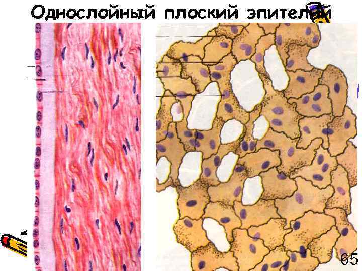 Однослойный плоский эпителий 65 