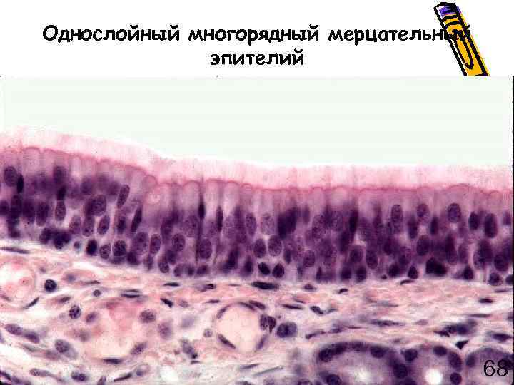 Однослойный многорядный мерцательный эпителий 68 