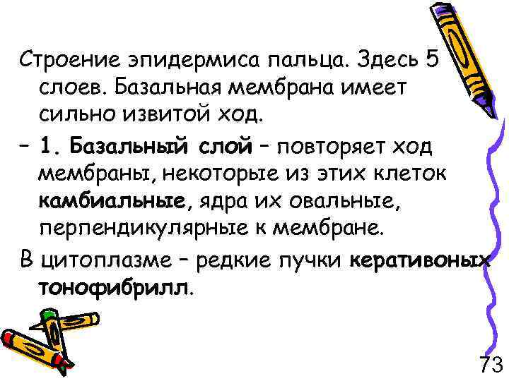 Строение эпидермиса пальца. Здесь 5 слоев. Базальная мембрана имеет сильно извитой ход. – 1.