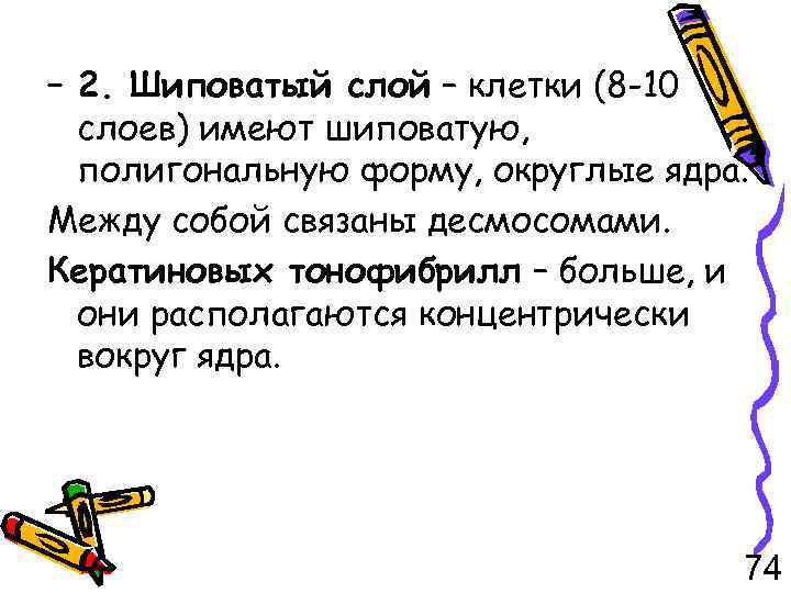 – 2. Шиповатый слой – клетки (8 -10 слоев) имеют шиповатую, полигональную форму, округлые