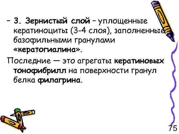 – 3. Зернистый слой – уплощенные кератиноциты (3 -4 слоя), заполненные базофильными гранулами «кератогиалина»