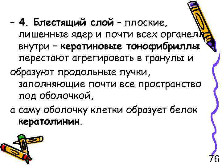 – 4. Блестящий слой – плоские, лишенные ядер и почти всех органелл, внутри –