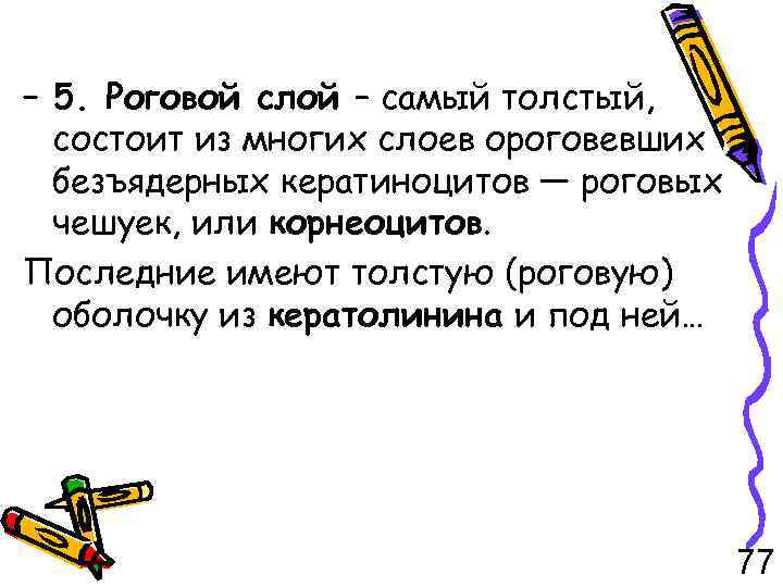 – 5. Роговой слой – самый толстый, состоит из многих слоев ороговевших безъядерных кератиноцитов