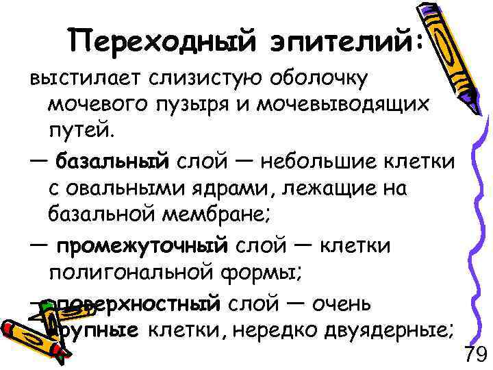 Переходный эпителий: выстилает слизистую оболочку мочевого пузыря и мочевыводящих путей. — базальный слой —