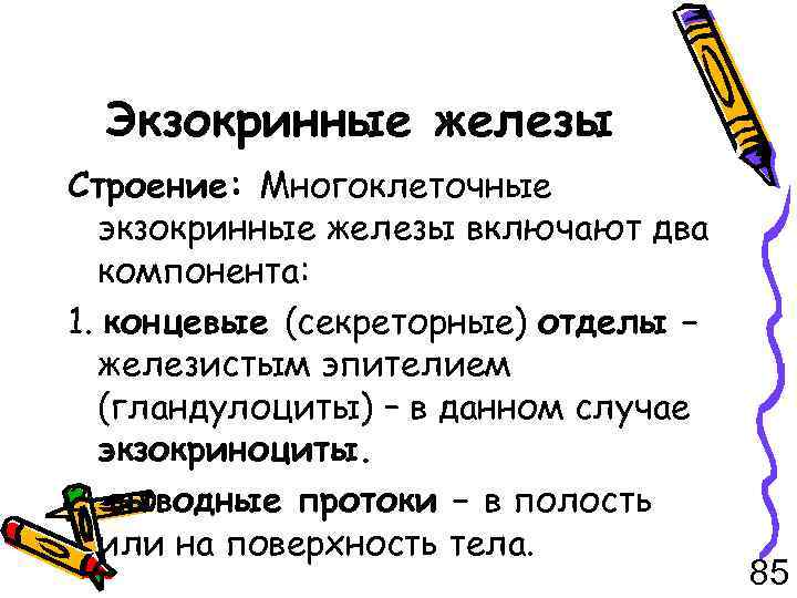 Экзокринные железы Строение: Многоклеточные экзокринные железы включают два компонента: 1. концевые (секреторные) отделы –