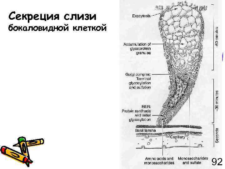 Секреция слизи бокаловидной клеткой 92 