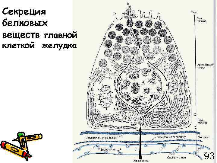 Секреция белковых веществ главной клеткой желудка 93 