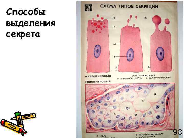 Способы выделения секрета 98 