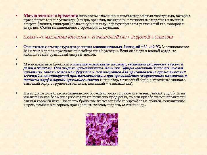  • Маслянокислое брожение вызывается маслянокислыми анаэробными бактериями, которые • САХАР ---> МАСЛЯНАЯ КИСЛОТА