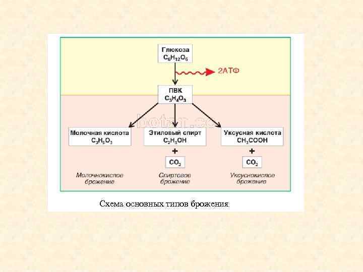 Схема основных типов брожения 